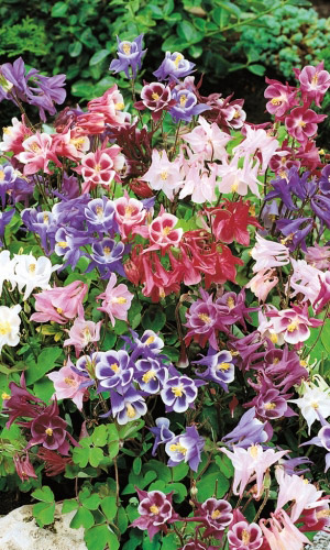 Аквилегия БИДЕРМЕЕР