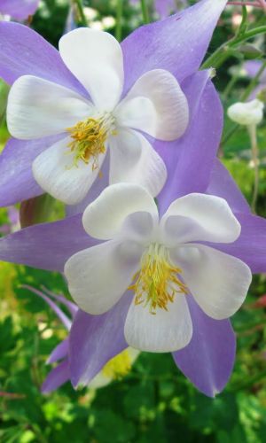 Аквилегия ГОЛУБАЯ ЗВЕЗДА