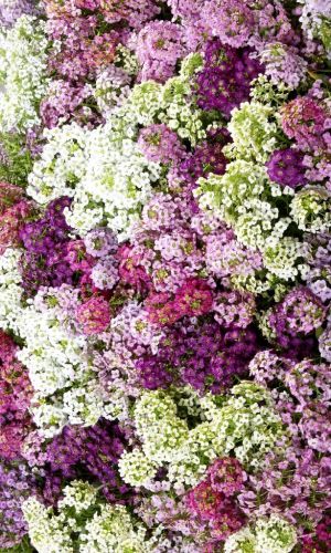 Алиссум МЕДЖИК МИКС