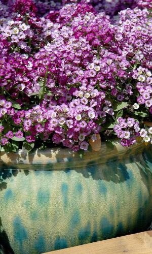 Алиссум РОЗОВАЯ КОРОЛЕВА