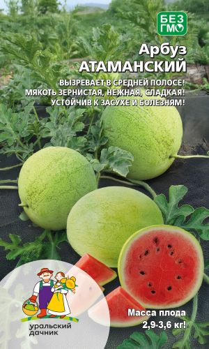 Арбуз АТАМАНСКИЙ