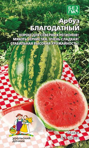 Арбуз БЛАГОДАТНЫЙ &mdash; Хорош для северных регионов! Мякоть зернистая, очень сладкая! Стабильная высокая урожайность!