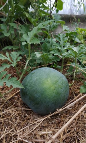 Арбуз ОГОНЁК