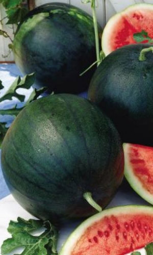 Арбуз ШУГА БЕЙБИ