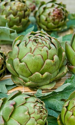 Артишок КРАСАВЕЦ &mdash; Настоящий деликатес на вашей грядке! Ценят за высокие лечебные свойства! Находка для коррекции лишнего веса!