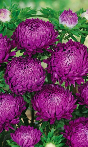 Астра БУКЕТНАЯ ЛИЛОВАЯ