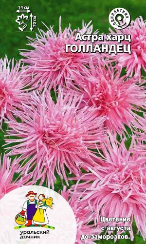 Астра ГОЛЛАНДЕЦ