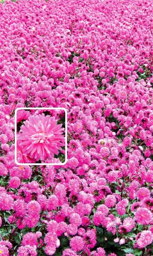 Астра ХАВСКИЙ БУКЕТ