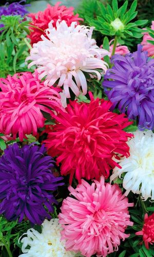 Астра КВИН ОФ МАРКЕТ &mdash; Сортотип июльская!