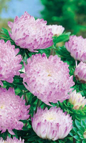 Астра КВАРЦЕВАЯ БАШНЯ