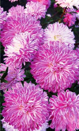 Астра МАРСИАНКА &mdash; Обильноцветущая. Одновременно до 22 цветков на растении!