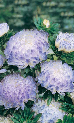 Астра ДЮШЕС БЛЮ ЭНД ВАЙТ &mdash; Пионовидная! Изумительные цветы для срезки!