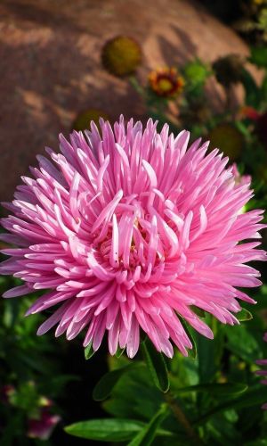 Астра РОЗОВАЯ коготковая