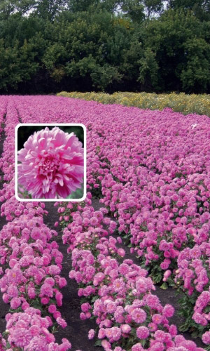 Астра РОЗОВАЯ РОССЫПЬ &mdash; Обильноцветущая. Одновременно до 40 цветков на растении!