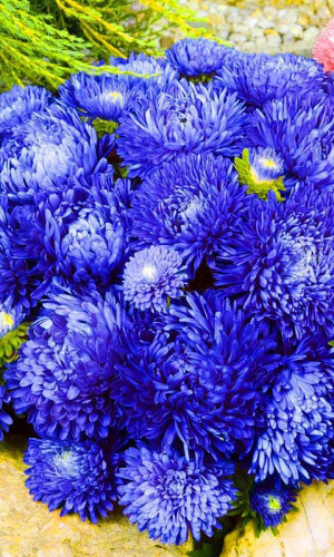 Астра СИНЯЯ БАШНЯ &mdash; Пионовидная