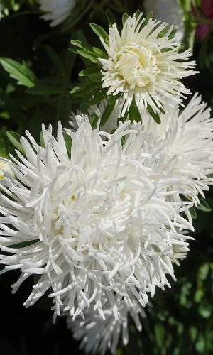 Астра СНЕЖНО-БЕЛАЯ &mdash; Коготковая