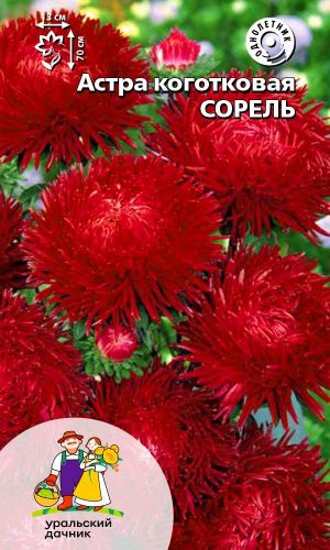 Астра СОРЕЛЬ &mdash; Коготковая