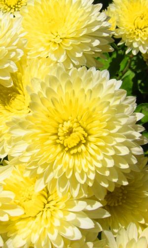 Астра ЖЁЛТЫЙ КОВЁР &mdash; Бордюрная