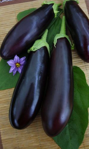 Баклажан БОЯРИН F1