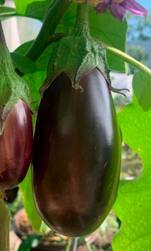 Баклажан КОРОЛЕВСКИЙ РАЗМАХ