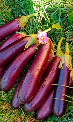 Баклажан ЛИРИКА