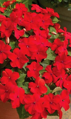 Бальзамин БИКОН ЛИПСТИК F1