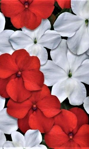 Бальзамин БИКОН МИКС КЕЙП ПАЙН F1