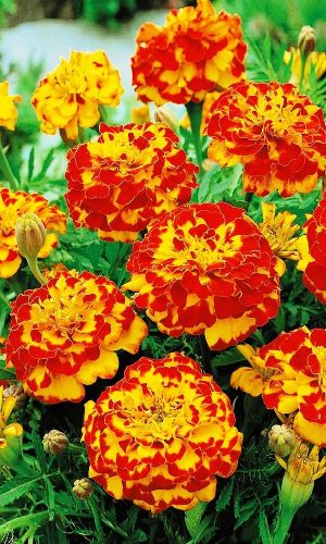 Бархатцы БОЛЕРО