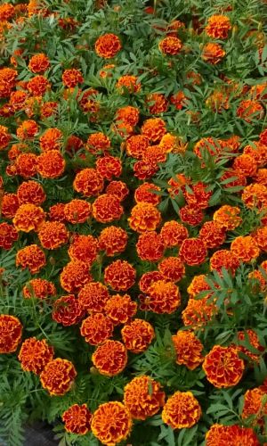 Бархатцы БРОКАДА РЕД