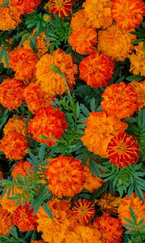 Бархатцы ДЖЕМ ГРЕЙПФРУТ