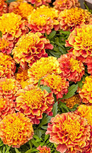 Бархатцы КЛУБНИЧНЫЙ БЛОНД отклонённые