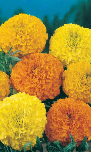 Бархатцы МАХРОВАЯ СМЕСЬ