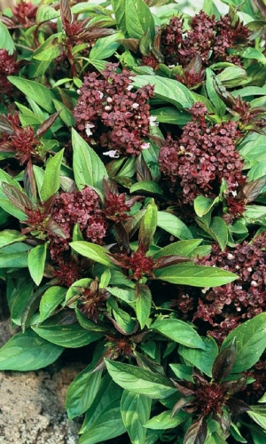 Базилик ДИВО ДИВНОЕ