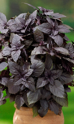 Базилик ГРАНАТОВЫЙ БРАСЛЕТ