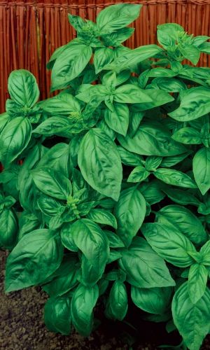 Базилик ИТАЛЬЯНСКИЙ ЭКСПРЕСС