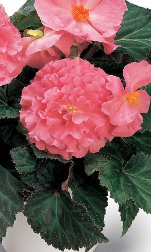 Бегония америгибрид ПИКОТИ ЛЕЙС ПИНК F1