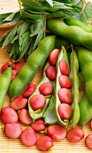 Бобы ВЕЛЕНА