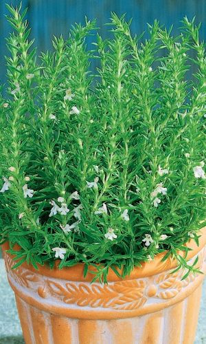 Чабер ПИКНИК &mdash; Очень популярен в кавказских кухнях! Мощный супер-антисептик! Незаменим при консервировании!