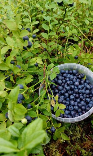 Черника ЧЁРНОЕ ЗОЛОТО