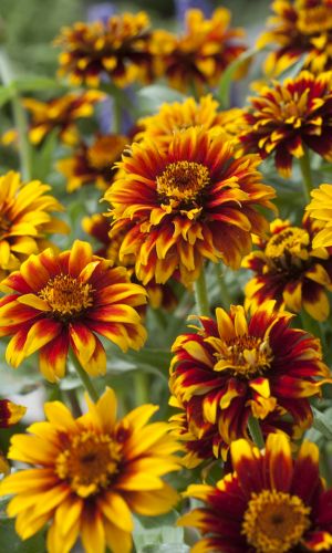 Цинния хаага ОЛД МЕХИКО