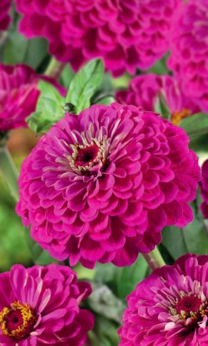 Цинния ИЛЛЮМИНАЦИЯ