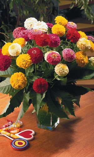 Цинния СМЕСЬ ОКРАСОК изящная