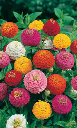 Цинния лилипут СМЕСЬ ОКРАСОК