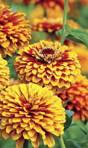 Цинния мексика ОЛЬМЕКА