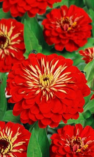 Цинния МЕЛЬНИКАЙТЕ