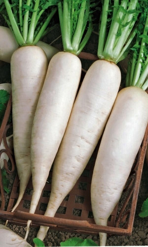 Дайкон РУССКИЙ ДЕЛИКАТЕС