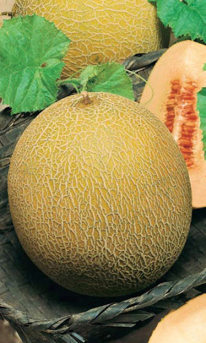 Дыня МЕДОВЫЙ СПАС