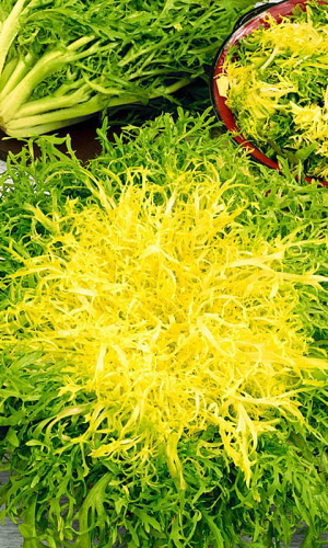 Эндивий ВЕСЕННИЙ