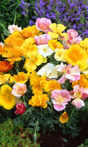 Эшшольция МИРАЖ