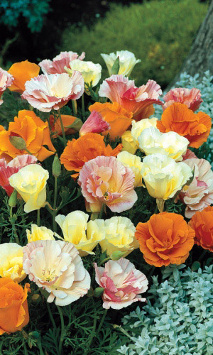 Эшшольция ШИФОН